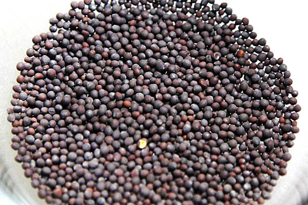 Black Mustard Seed