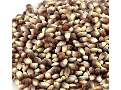 Purple Popcorn Kernels